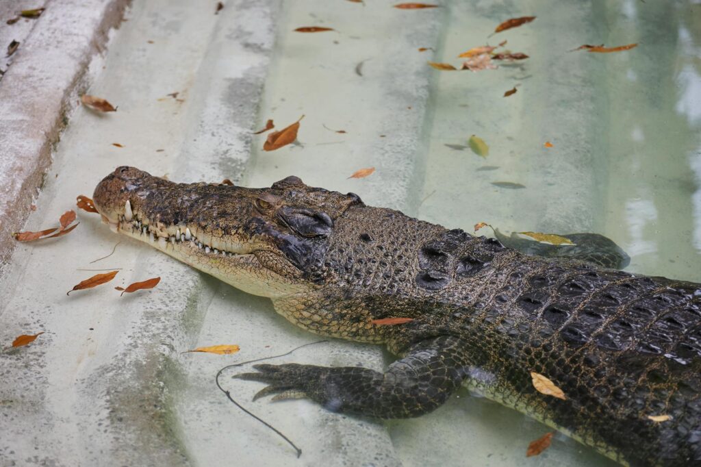 crocodile in water