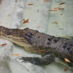 crocodile in water