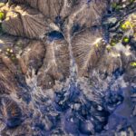 European biodiversity identification