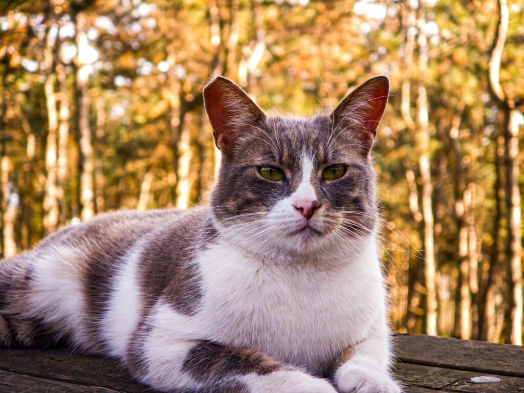 goku ultra instinct Kamehameha