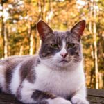 goku ultra instinct Kamehameha