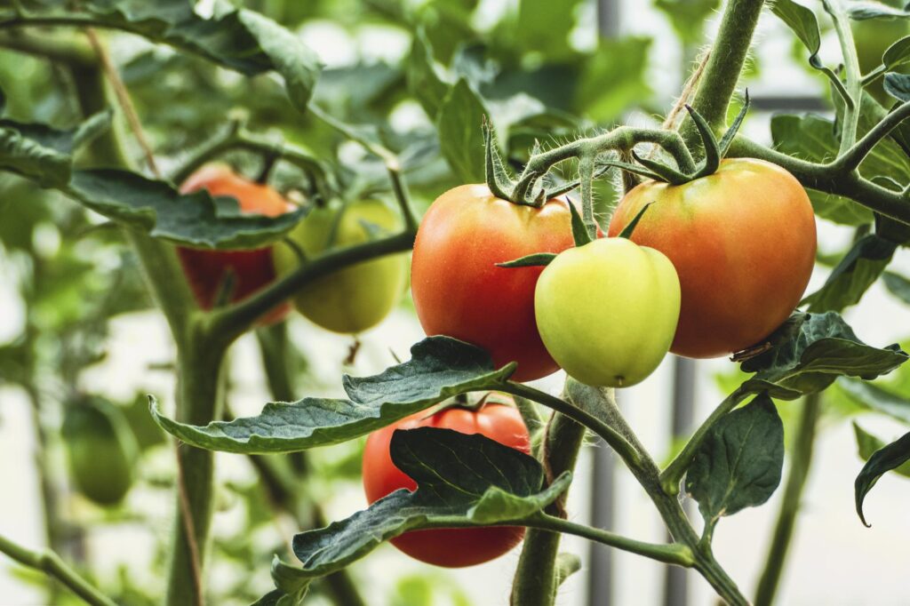 homegrown tomatoes 2026