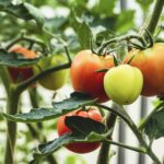 homegrown tomatoes 2026