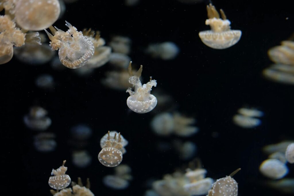 kawana tsubasa recent photo