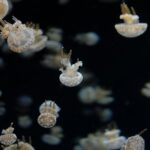 kawana tsubasa recent photo