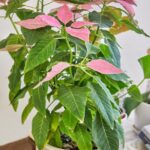 Leqaa Kordia protest ICE detention