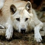 Mike Wolfe antique shop