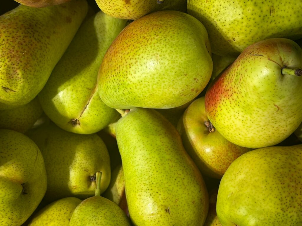 navigator pear fruit