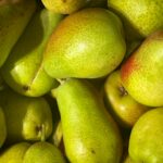 navigator pear fruit