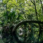 Ocala Florida skyline