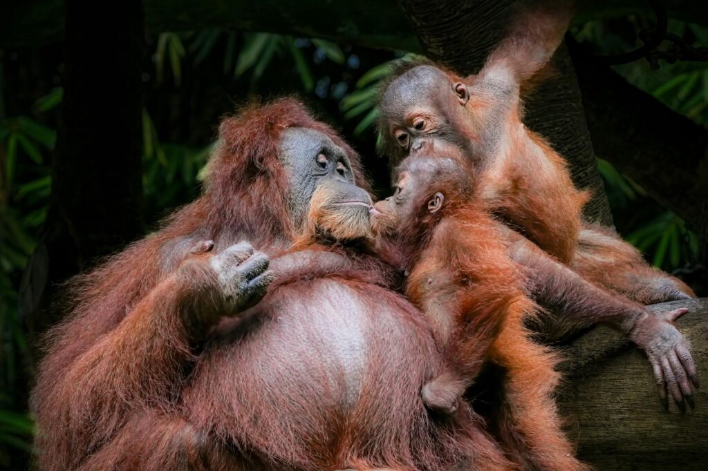 orangutan in rescue center