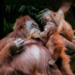 orangutan in rescue center