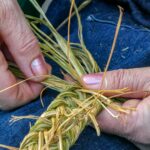 piçada technique illustration