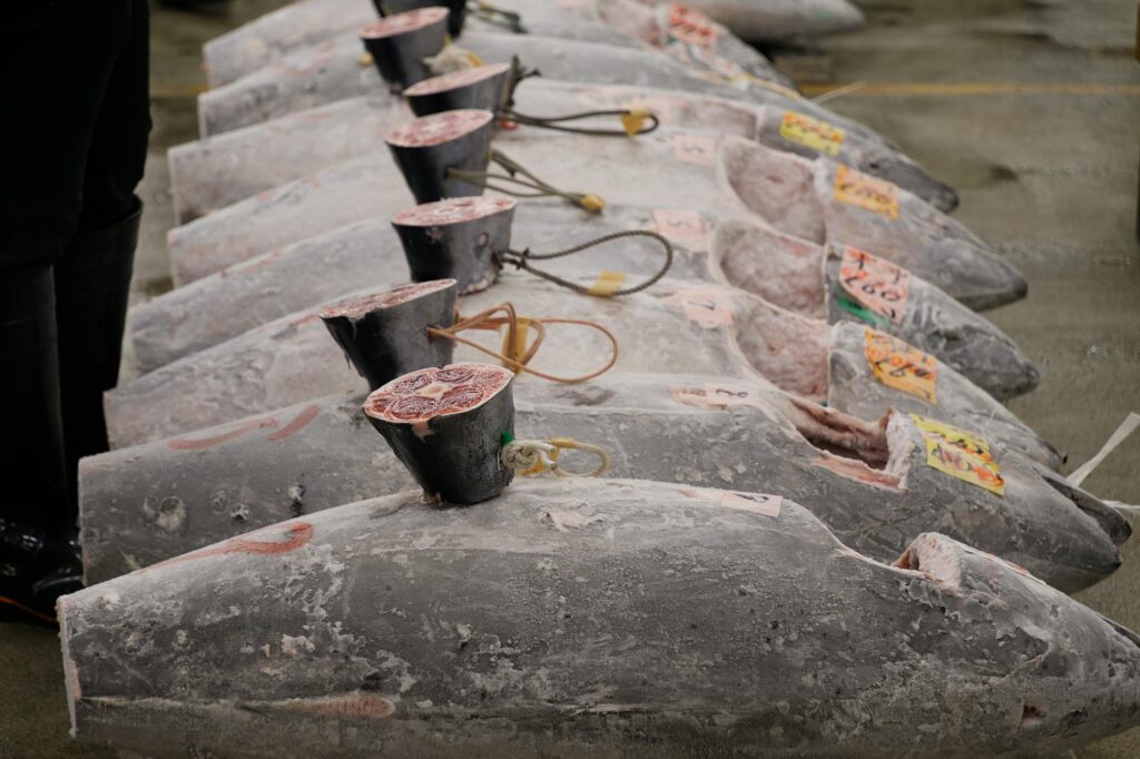 tuna species comparison