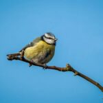 twitter bird with spoon