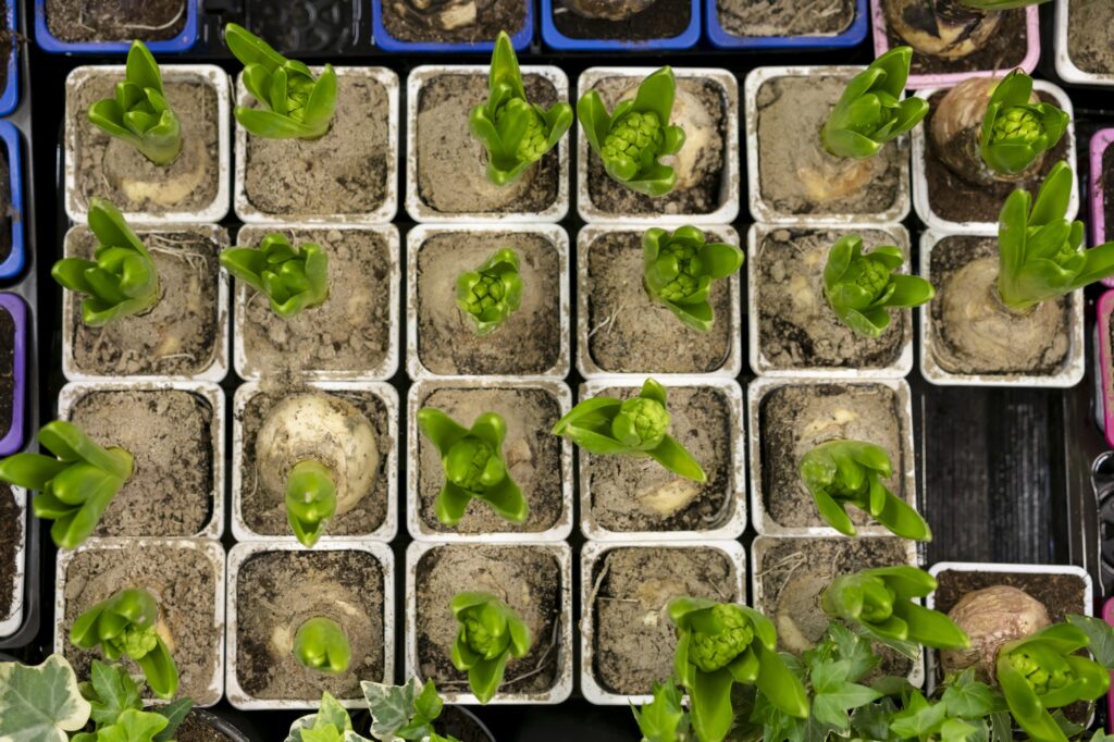 vegetable seedlings in grow light